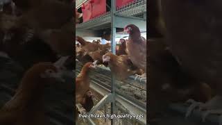 Aviary System For Laying Hens [upl. by Foster]