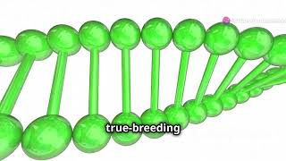 molecular basis of inheritance  genetics  12th boards science genetics [upl. by Yale]