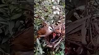 Yellow vented bulbul Birds Baby Raising Life [upl. by Agee]