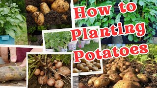 How to Planting Potatoes  StepbyStep Guide to Growing Your Own Delicious Spuds [upl. by Inan]