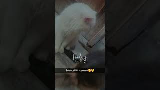 My lovely snowbell🩵😍🥰ampmy lovely moyezuu😻 [upl. by Lehrer631]