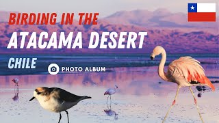 Birding in the Atacama Desert [upl. by Niveek548]