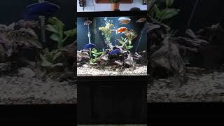 125 Peacock Cichlid tank Cichlid [upl. by Henrique]