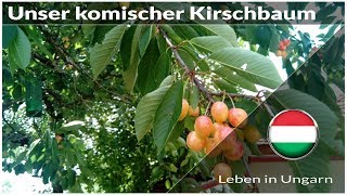 Unser komischer Kirschbaum im Garten  Leben in Ungarn [upl. by Odnomyar357]