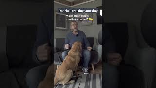 Doorbell Training Your Dog [upl. by Nuy]