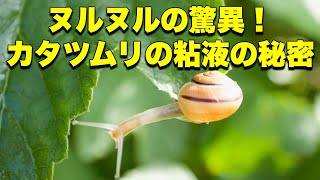 カタツムリの粘液の真実：保湿効果から接着剤の秘密まで完全解説 [upl. by Teleya]