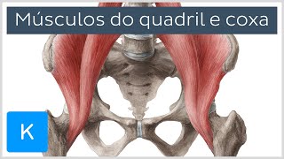 Músculos do quadril e da coxa  Anatomia Humana  Kenhub [upl. by Hctub]