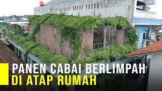 Sukses Tanam Cabai Di Atap Rumah Bisa Panen Berlimpah Tiap Bulan [upl. by Suivat]