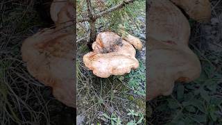 Epic × Giant × Lactarius Deliciosus October 23 2024 [upl. by Antonina51]