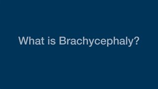 What Is Brachycephaly [upl. by Brinn]