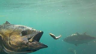 Feeding Bluefin Tuna in HD [upl. by Conley]