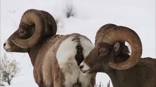 Los LOBOS de YELLOWSTONE  Documental Completo 2022 [upl. by Kanal137]