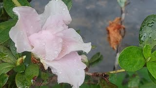 Azalea a beautiful light pink colour Flower Flora WaterDroplet Video YoutubeVideo YTVideo [upl. by Nace]