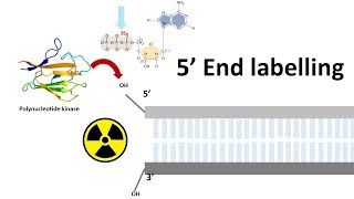 5 prime end labelling  end labeling of DNA  How do you label the prime ends of the DNA molecule [upl. by Dola]