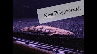 New Polypterus Lapradei and Endlicheri  bonus K1 filter sump update [upl. by Gahl]