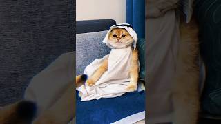 Bizdeki kediler karizmatik ğŸ˜‚ dubai kedi [upl. by Iny459]