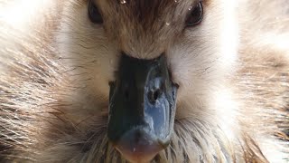 Egyptian goose chicks  Nilgans Küken Vogelstangsee Mannheim 30092021 [upl. by Mulloy]