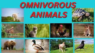 omnivoresomnivores animals nameomnivorousomnivorous animals [upl. by Nwahsram481]