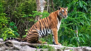 Kabini I Kabini safari I Tiger reserve I Nagarhole I JLR I Jungle Lodges and Resorts Safari [upl. by Griffiths]