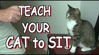 How to teach your cat to SIT [upl. by Harms]