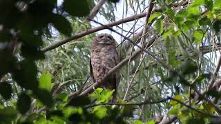 Mottled Owl [upl. by Ynneb980]