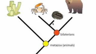 Phylogeny and Phylogentic Trees [upl. by Aytac]