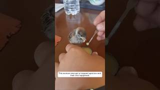 This woman rescued a trapped sparrow and then this happened animalshorts sparrow [upl. by Oyek981]