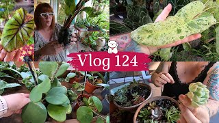 VLOG 124🌿UN GROS COLIS DUNE ABONNEE  Mes boutures de succulentes en substrat  JARDINERIE Baratet [upl. by Ferdie]