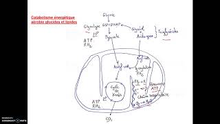 Début BCPST Catabolisme des glucides et lipides [upl. by Tibold]