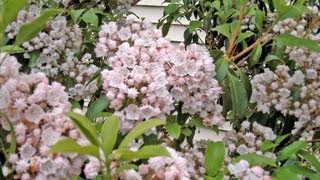 Mountain Laurel  More Than a Rhododendron  Kalmia latifolia [upl. by Sinnaiy]