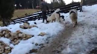 Tornjak from Vlasic  By Halil Sefer  Herdenschutzhund  Livestock Guardian Dog part 2 [upl. by Eng]