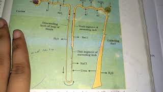 Functions of tubules  PCT  DCT  HENLE LOOP  collecting duct  NEET prep 2025 excretion [upl. by Toddy]