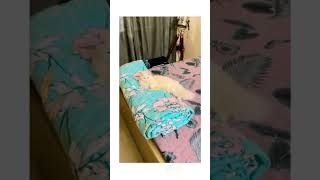 Mac 💓 cat catlover viralshort viralvideo shortfeed shortvideo shorts short yt ytshorts [upl. by Grayce]