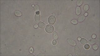 Bakers Yeast under the Microscope [upl. by Tecla]