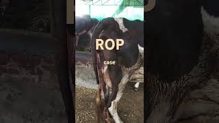 ROP case music remix bass bassboosted beats cow dairy dairyfarming farming dairyindustry [upl. by Aicenert]