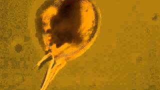 Plankton The radiolarian Protocystis feeding [upl. by Morgen968]