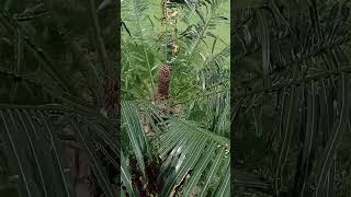 Cycas circinalis cycadaceae  gymnosperms cycas shortsvideo shortvideo shorts [upl. by Deb]