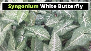 Syngonium White Butterfly [upl. by Yolande]