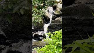 Chitrey Waterfall Adventure  Mangber Forest Magic in Kalimpong 🌿✨shorts [upl. by Griffith306]