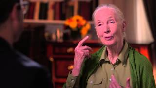 Dr Jane Goodall Interview Last Week Tonight with John Oliver HBO [upl. by Kenley127]