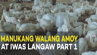 Manukang Walang Amoy at Iwas Langaw Introduction and Benefits  Agribusiness Broiler Farming Part 1 [upl. by Erde]