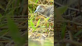 Turtledoves scavenge for bait in the bushes turtledove wilddoves wildlife [upl. by Elane]