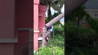 Tree cutter Arul kaniyakumari top tree cutter [upl. by Droffats]