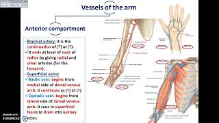 Overview of UL 9  Vessels and Nerves of the Arm  Dr Ahmed Farid [upl. by Lecia350]