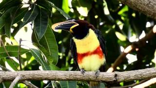 CHESTNUTEARED ARACARI PTEROGLOSSUS CASTANOTIS ARAÇARICASTANHO Free birds in nature [upl. by Ahsaeym]