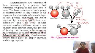 Chapter 1 Biological molecules  Part 3  Condensation and Hydrolysis  Sindh Text Board [upl. by Nedap216]