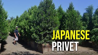 Versatile Evergreen Tree for Your Landscape Japanese Privet [upl. by Trebmer]