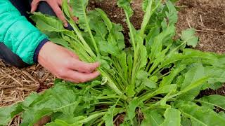 Yellow Dock Plant Identification – Herbal Walk Series [upl. by Krall182]