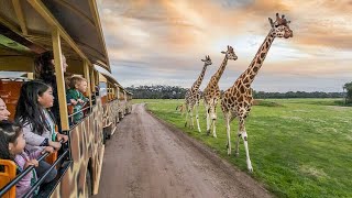 Werribee Open Range Zoo  Melbourne Victoria Australia [upl. by Akim]