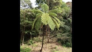 Plant ID Lacy Tree Fern Cyathea cooperi [upl. by Inig]